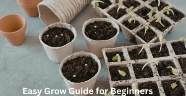 Easy Grow Guide for Beginners
