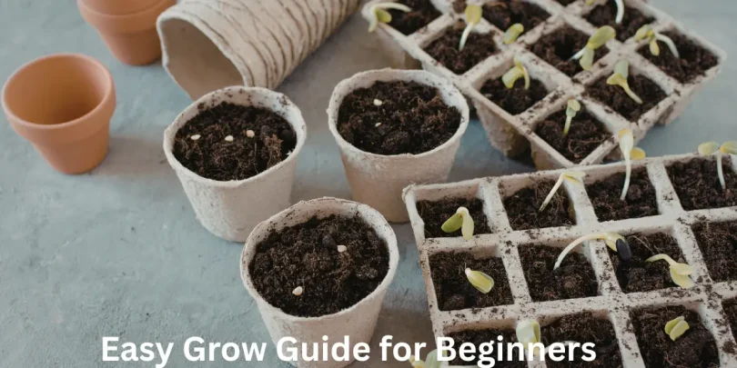 Easy Grow Guide for Beginners