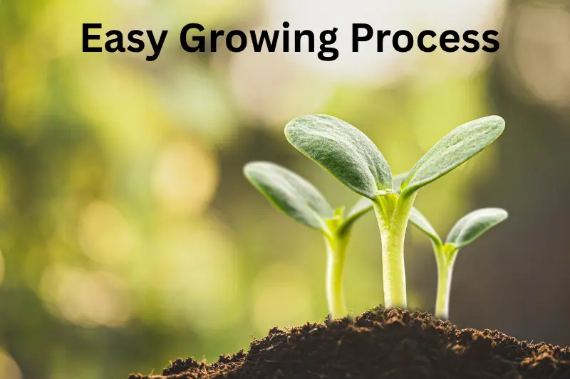  Easy Growing Process