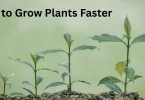 How to Grow Plants Faster