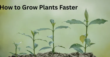 How to Grow Plants Faster