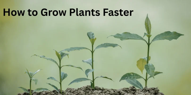How to Grow Plants Faster
