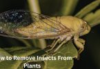 How to Remove Insects From Plants