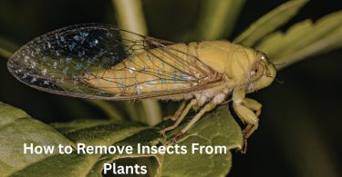 How to Remove Insects From Plants