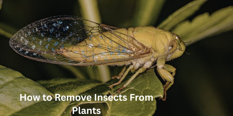 How to Remove Insects From Plants