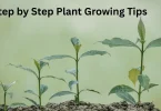 step by step plant growing tips