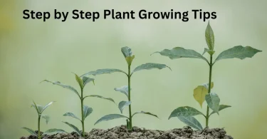 step by step plant growing tips