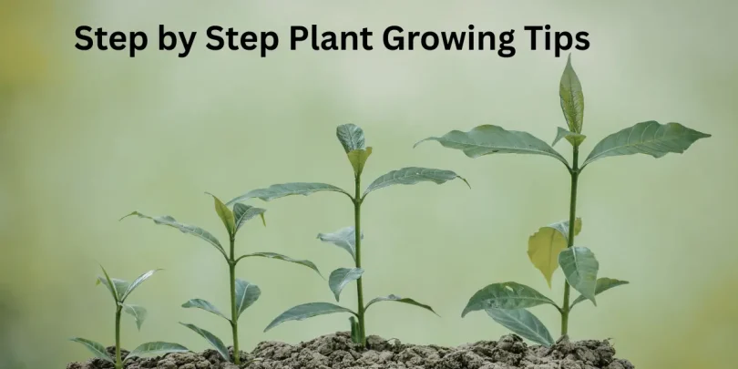 step by step plant growing tips